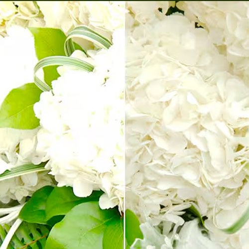 Corel AfterShot Pro 3 (Windows) Lifetime Cd Key Global